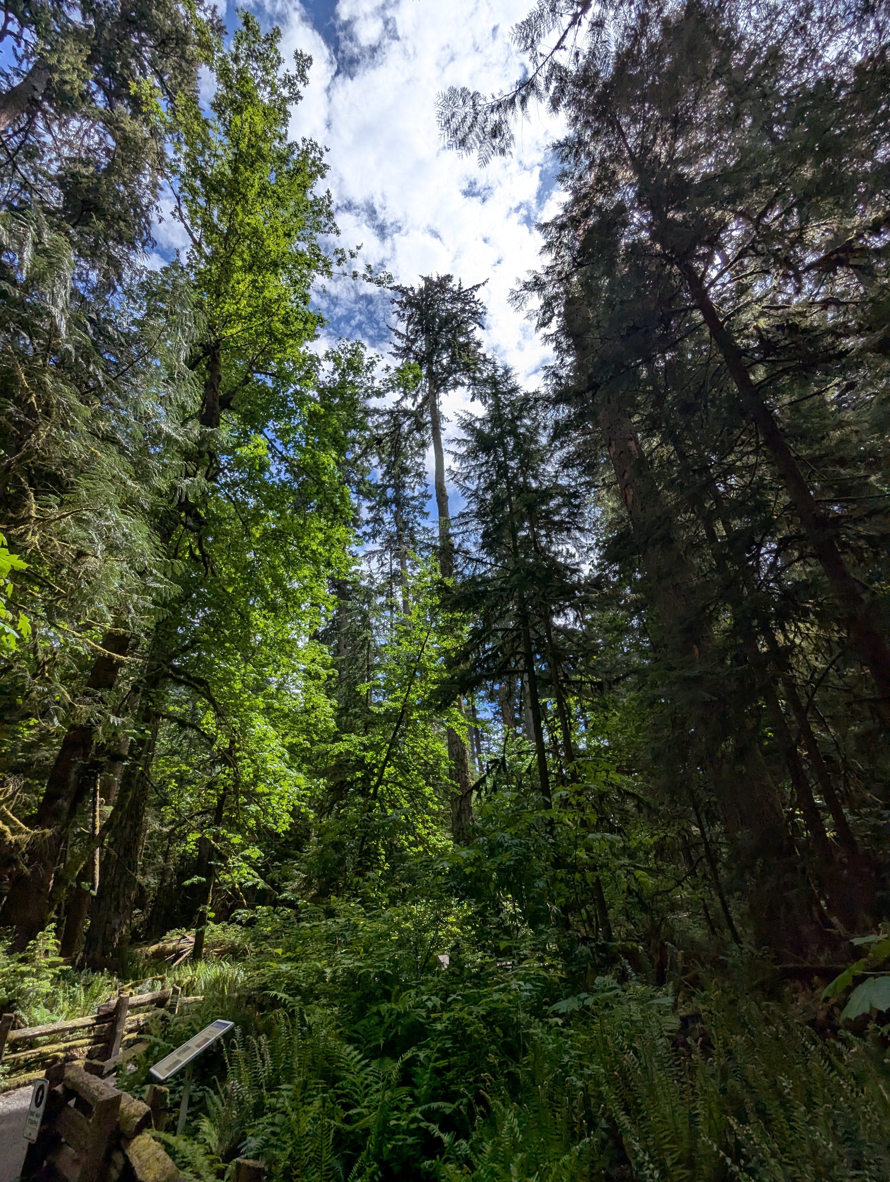 Birthday Trip to Canada, Cathedral Grove, Vancouver Island